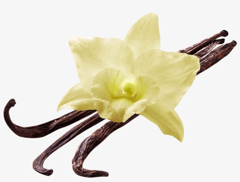 Food - Vanilla - Vanilla Png, transparent png download