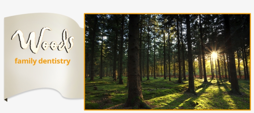 Woods Family Dentistry - Wilber Park Oneonta Ny, transparent png download