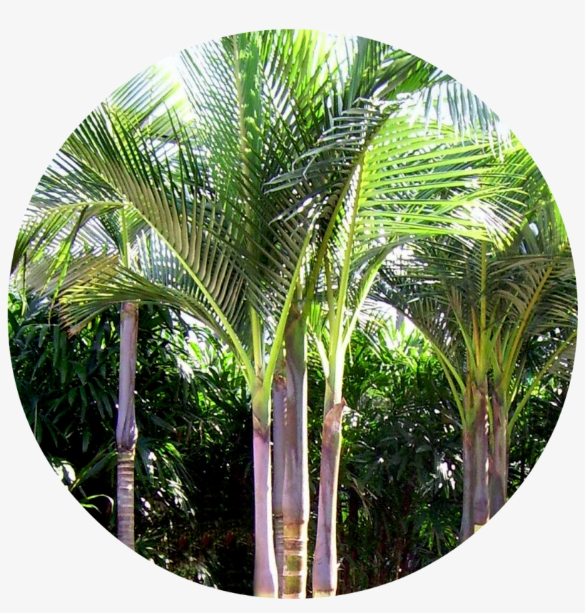 Biggiecheese - Palm Trees Types, transparent png download