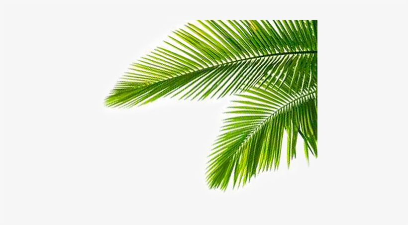 Fondo De Palmeras Png, transparent png download