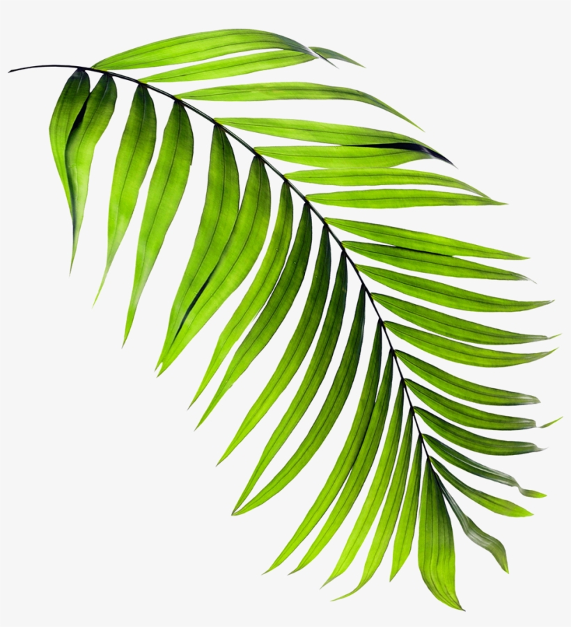 Real Estate Development, transparent png download