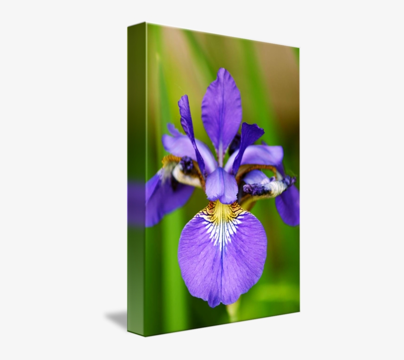 Indigo By Photography For Charity Share On - Iris Versicolor, transparent png download