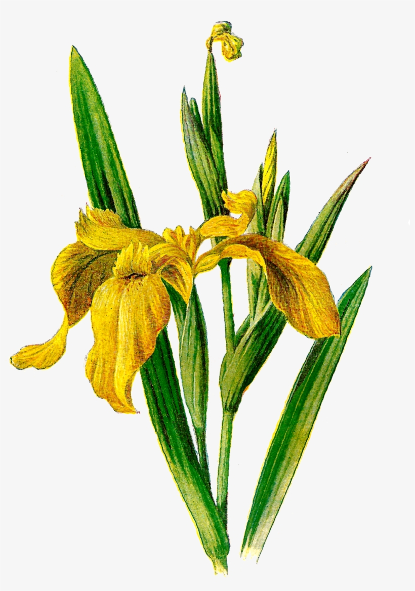 Iris Clipart - Yellow Iris Png, transparent png download