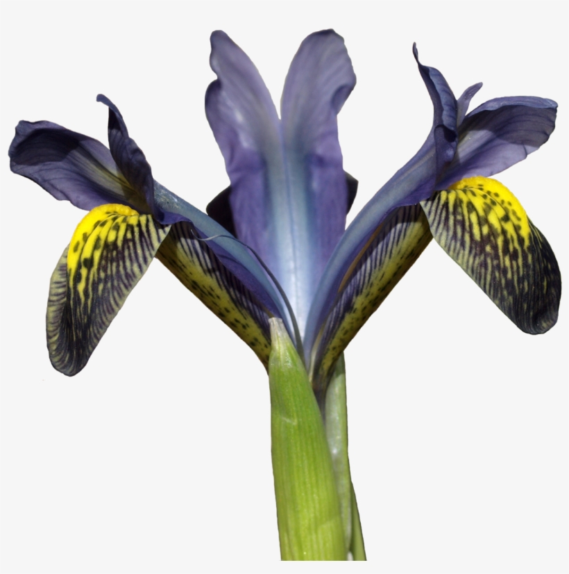 Png, Storm3m - Iris Versicolor, transparent png download
