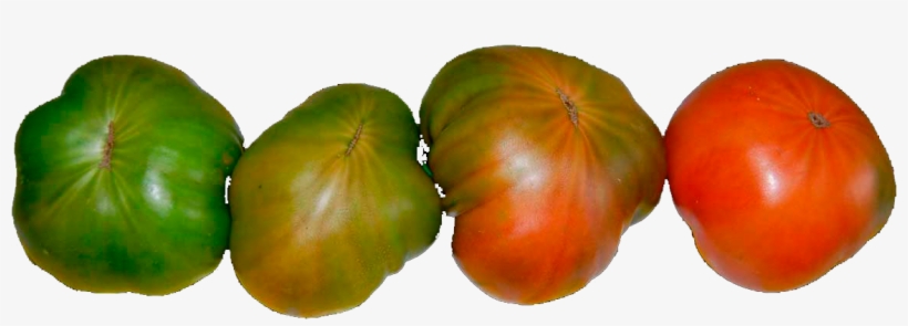 How To Consume The Tomato Raf - Raf Tomato, transparent png download