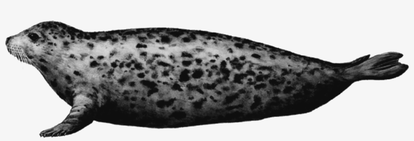Harbor Seal Png - Harbor Seal No Background, transparent png download