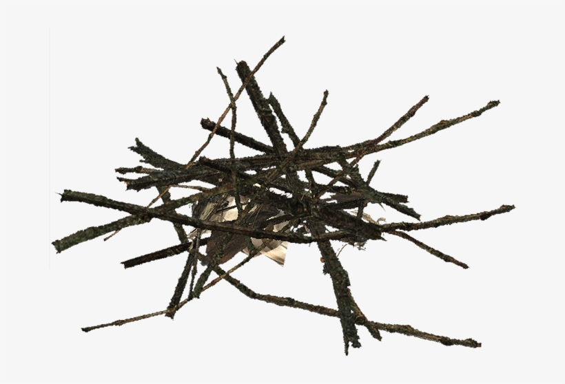 Transparent Image Of Twigs, transparent png download