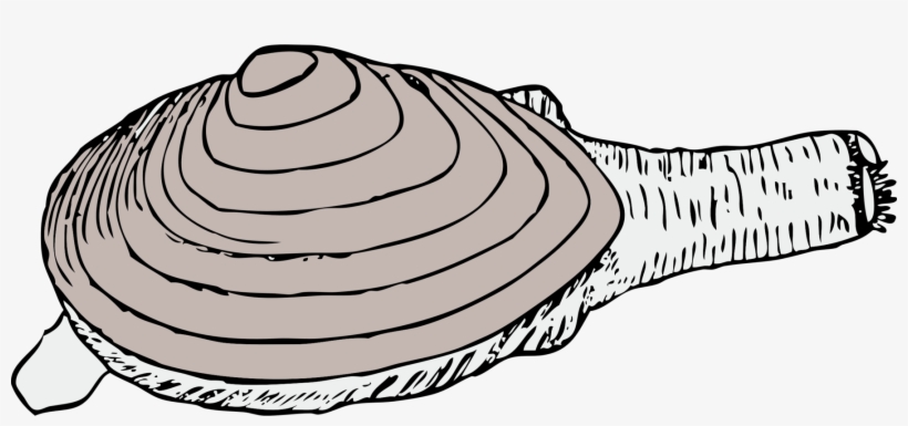 Clam Chowder Mussel Oyster Pacific Razor Clam - Razor Clam Clipart, transparent png download