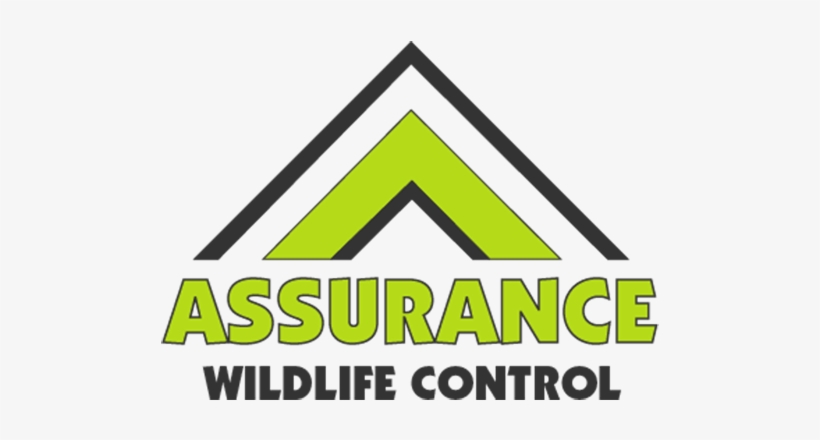 Assurance Wildlife Control - Coyote, transparent png download