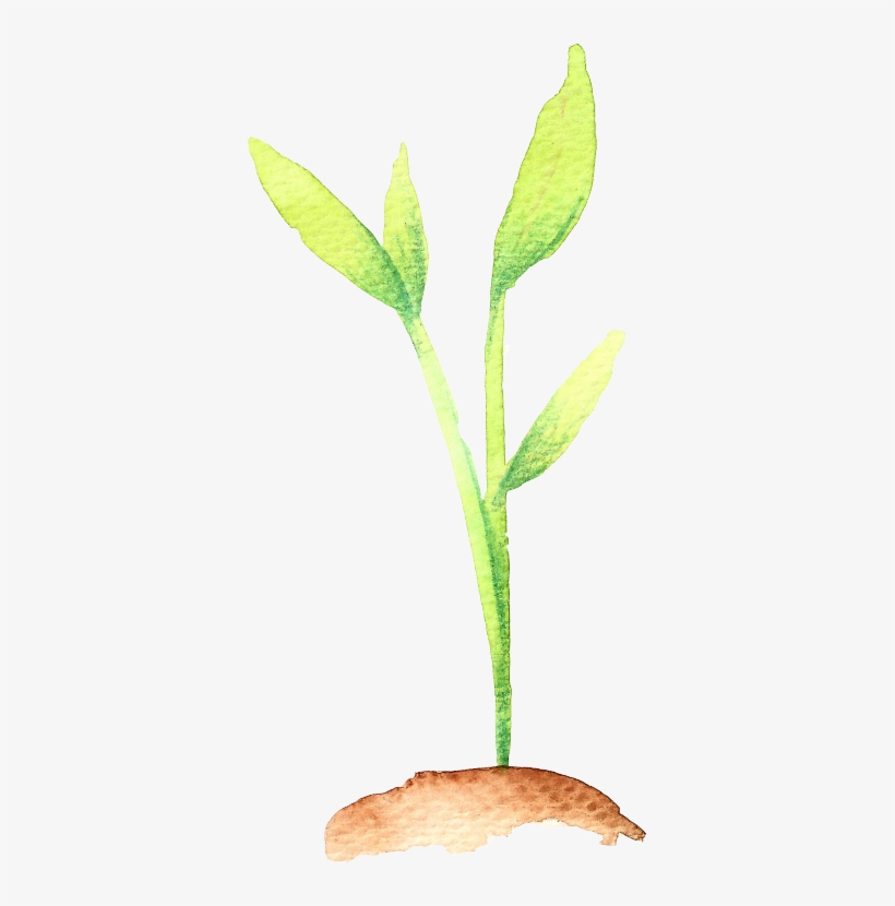 Art Transparent Watercolor - Smooth Solomon's Seal, transparent png download