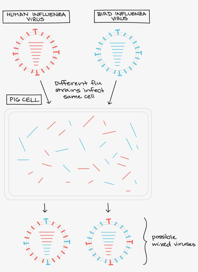 Svg Royalty Free Download Viruses Video Khan Academy Virus PNG Image