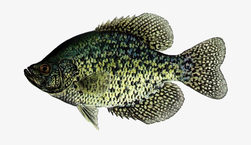Crappie Favorites From A - Black Crappie Vs White Crappie, transparent png download