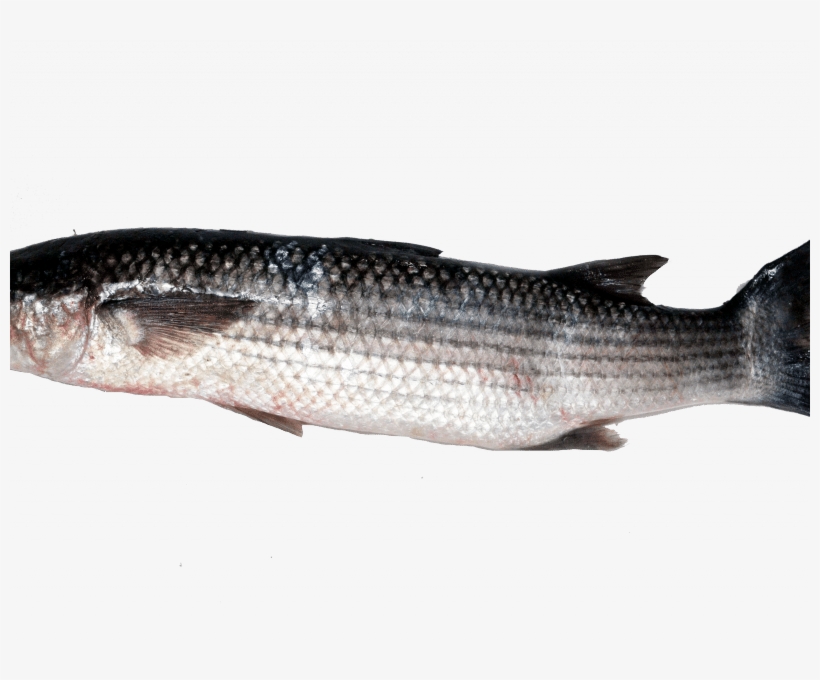 Thicklip Grey Mullet Read More - Thicklip Grey Mullet, transparent png download