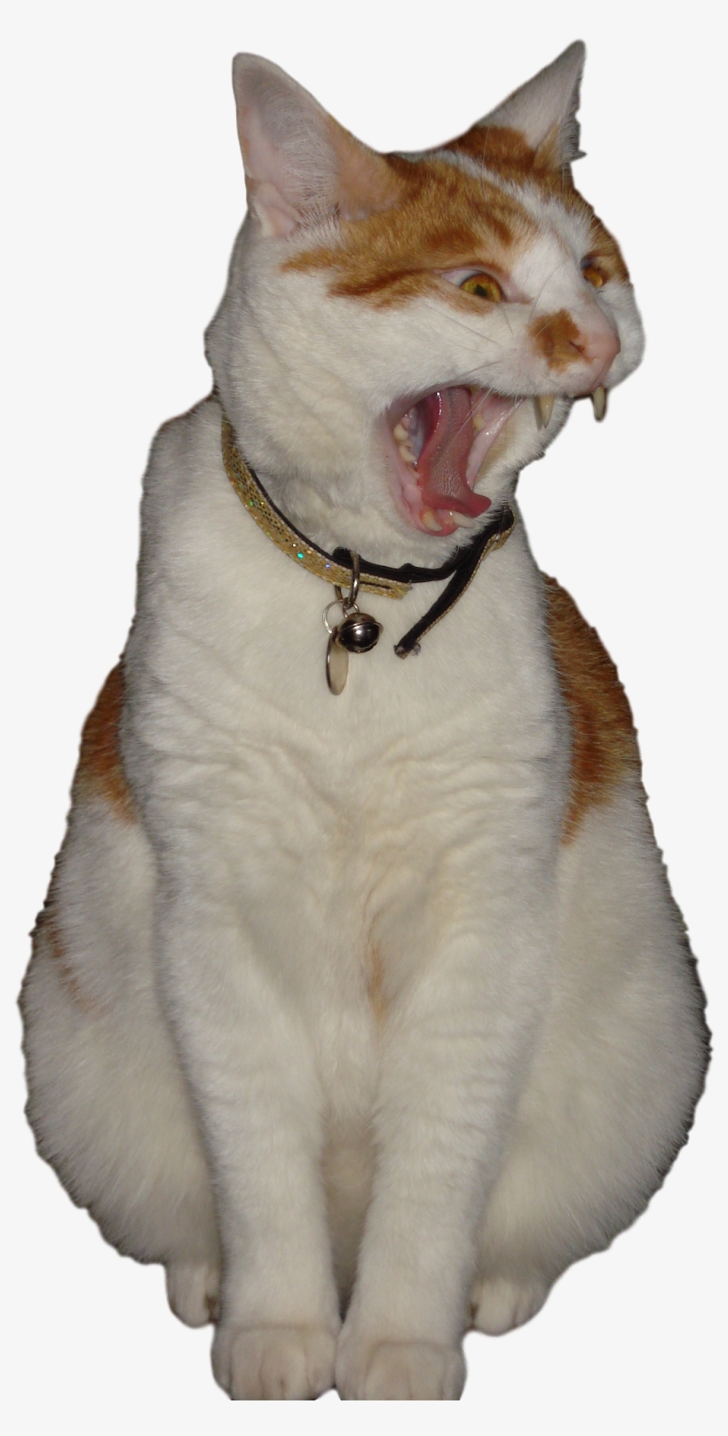 Oh My Cod Can Mew Believe He Polluted, Contaminated - Cat Yawns, transparent png download