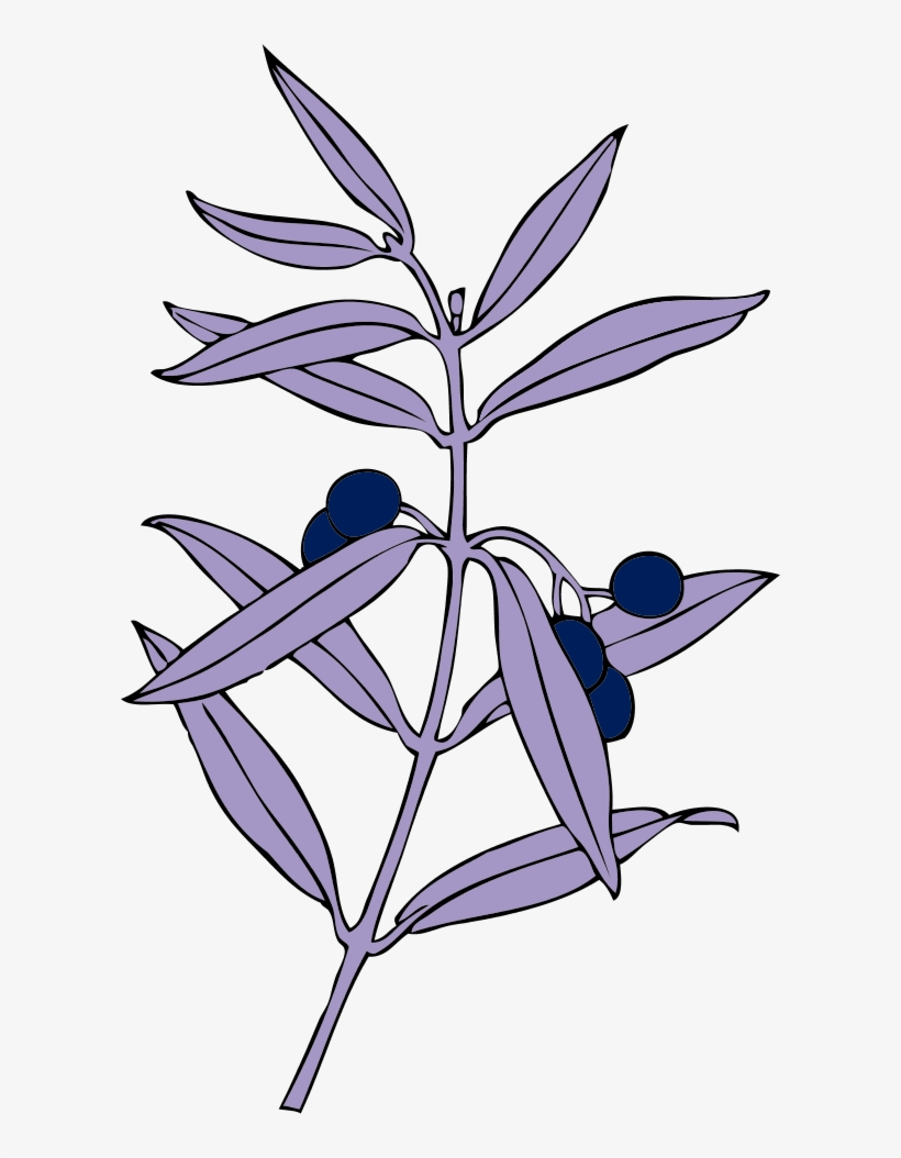 Vector Clip Art - Olive Branch, transparent png download