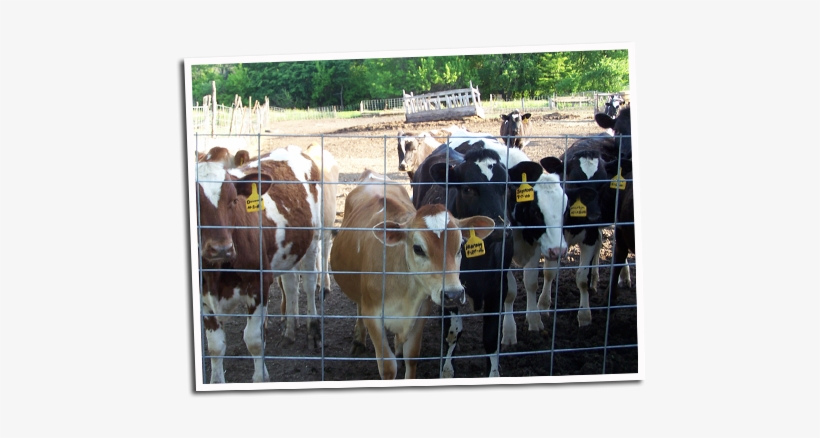 Cows - Iwig Family Dairy, transparent png download