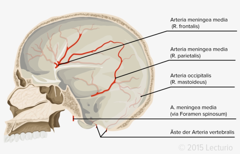 Blood Supply Dura Mater - Diagram, transparent png download