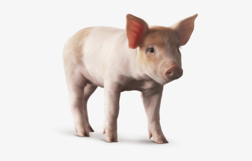Baby Pig Png - Pigs Png, transparent png download