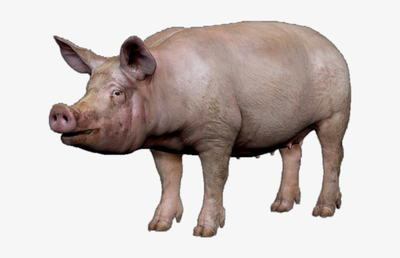 Pig Images Png, transparent png download