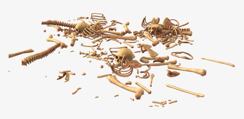 Skull, Bone, Skeleton, Bones - Ossement Png, transparent png download