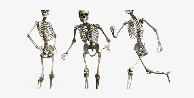 Skeleton Bone, transparent png download