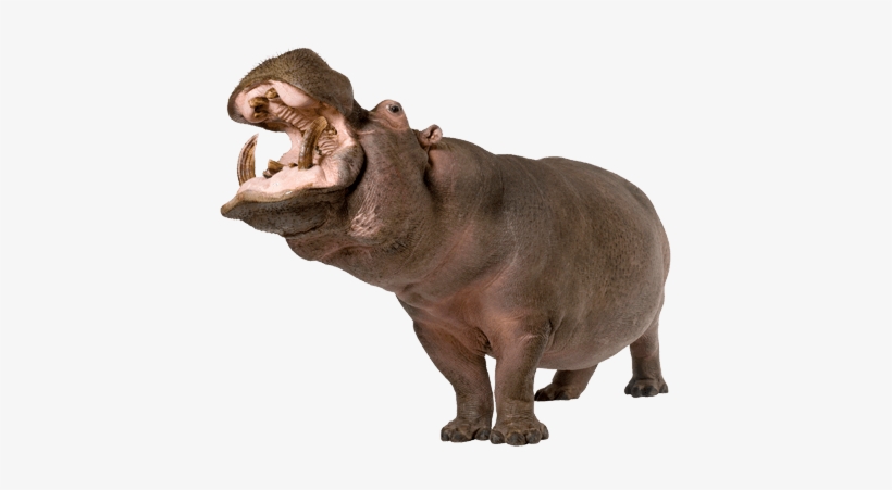 Hippopotamus Png, transparent png download