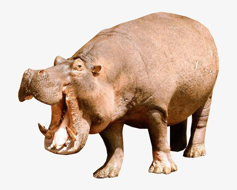 Hippopotamus Left - Hippopotamus Png, transparent png download