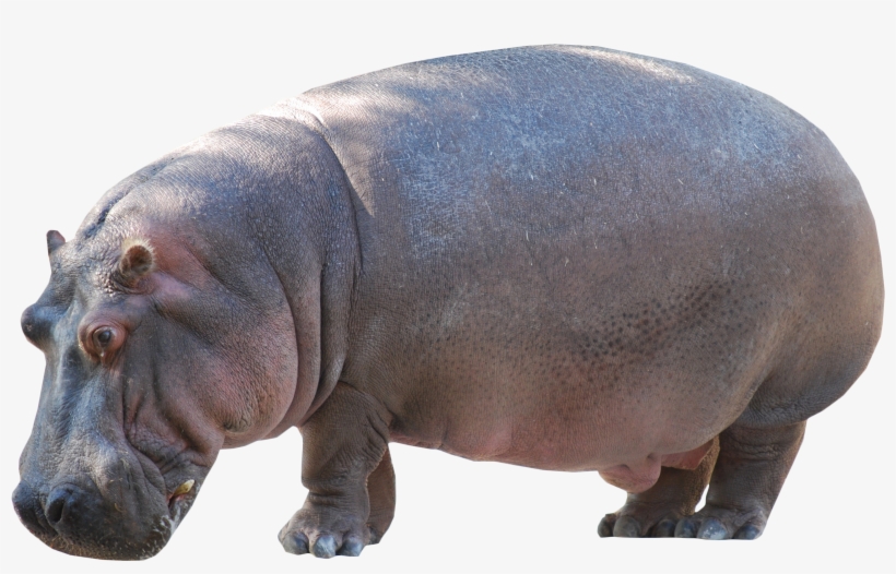 Hippo Standing Png Image - Pooping Animal, transparent png download
