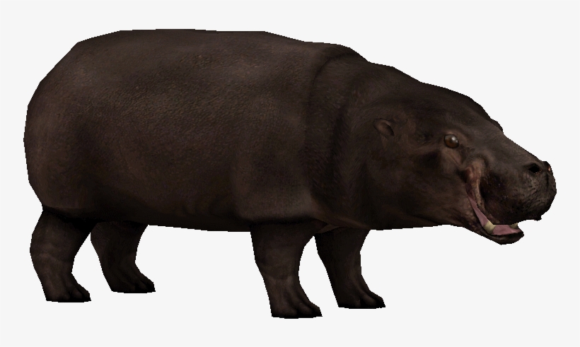 Pygmy Hippopotamus Zoo Tycoon 2, transparent png download