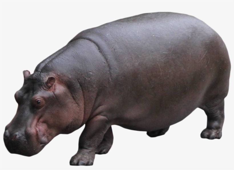 Hippo Standing Png Image - Portable Network Graphics, transparent png download