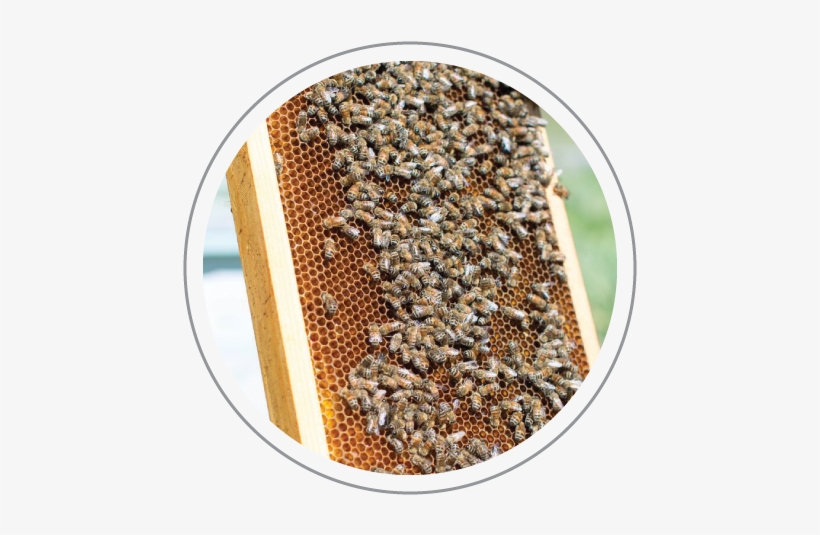 Diacircle2 - Talent Management Cycle, transparent png download