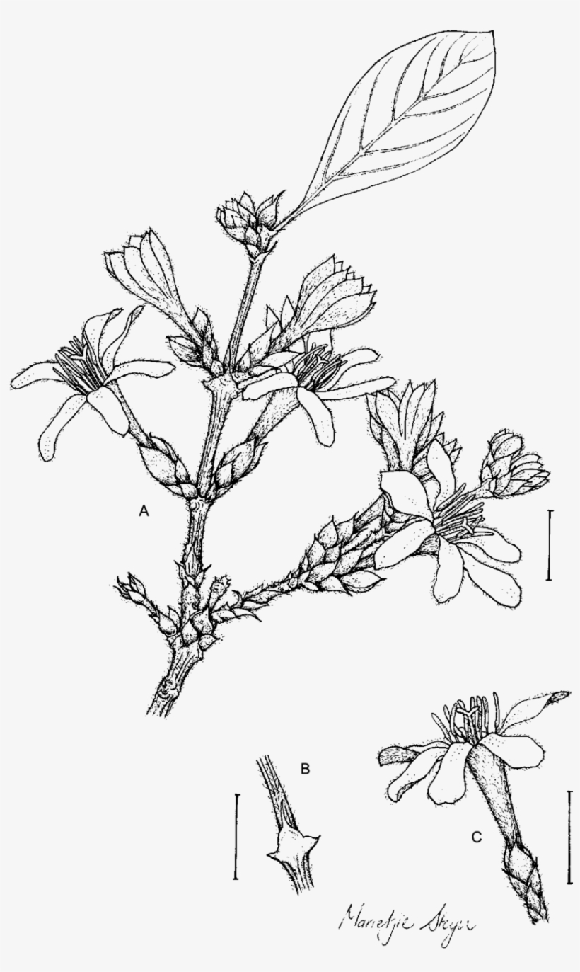 Sericanthe Andongensis Subsp - Line Art, transparent png download