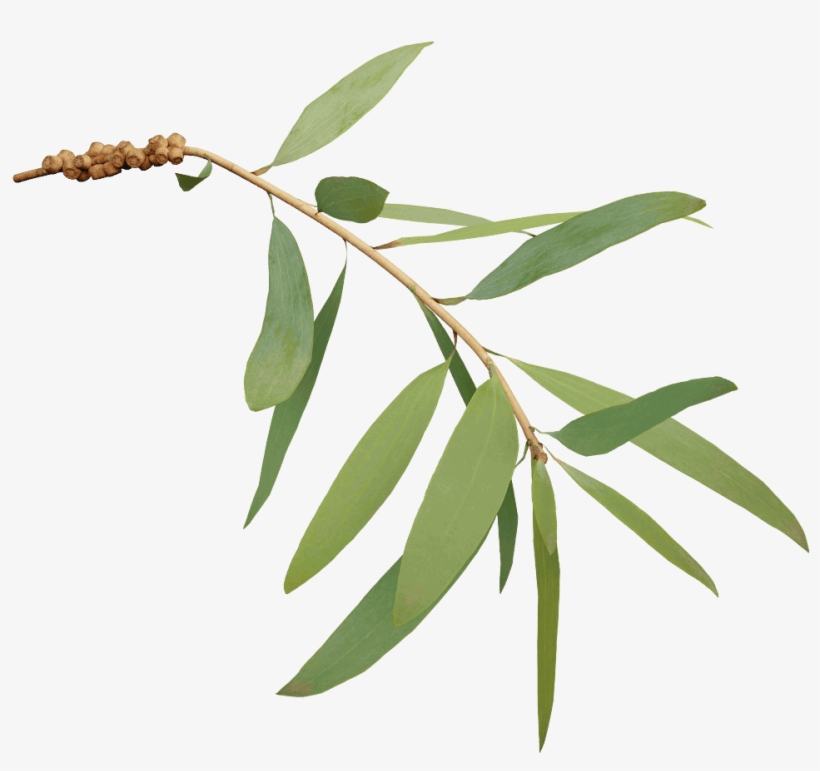 Bottlebrush - Bottle Brushes Plant Png, transparent png download