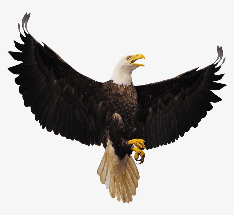 Bald - Eagles Isolated, transparent png download