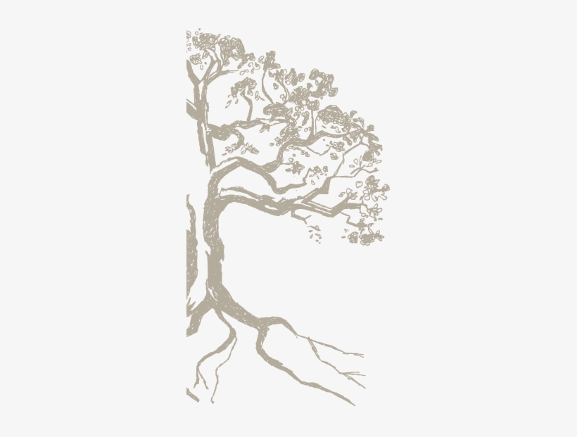 February Is The “magic Month” To Prune Roses In Texas, - Sketch, transparent png download