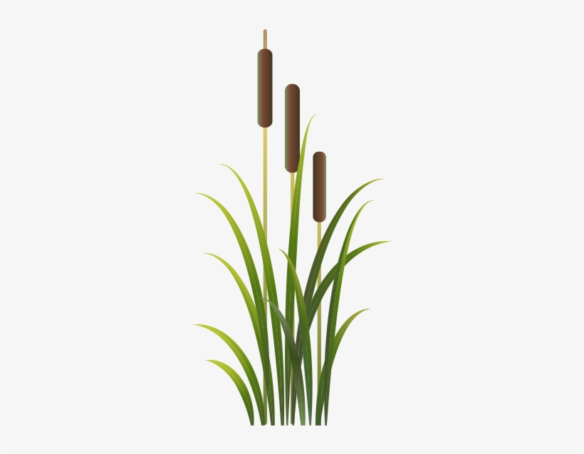Transparent Plant Cattail Cat Tail Plant Transparent Png Image Transparent Png Free Download On Seekpng