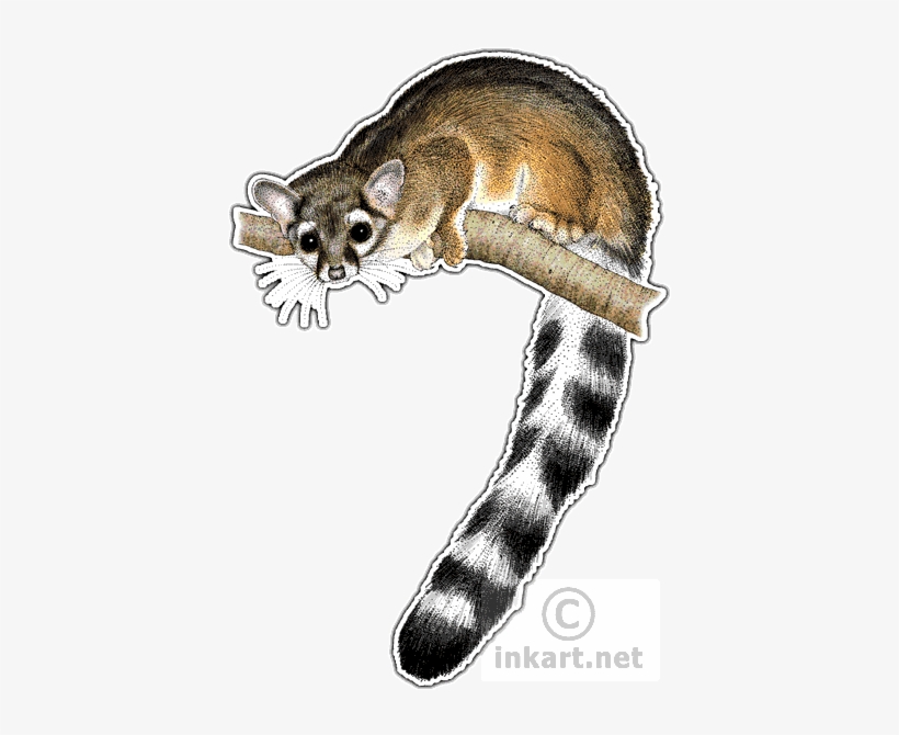 Ring-tailed Cat Art Decal - Ring-tailed Cat Rectangle Sticker, transparent png download