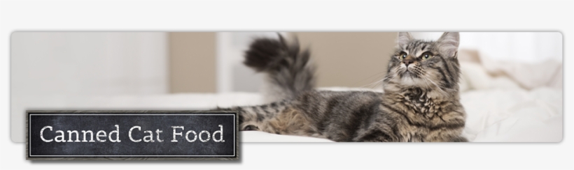 Canned Cat Food - Cat Food, transparent png download