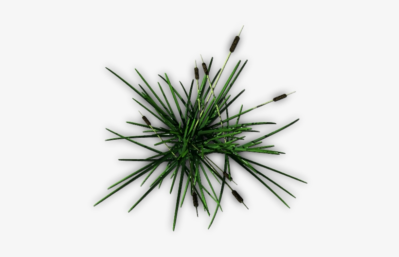 199k Cattail D 06 Feb 2009 - Oak, transparent png download