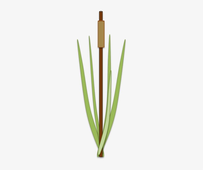 Cat Tail Png - Grass, transparent png download
