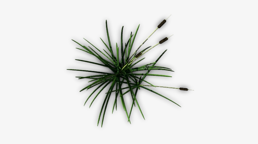 Cattail F 06 Feb 2009 - Grass, transparent png download