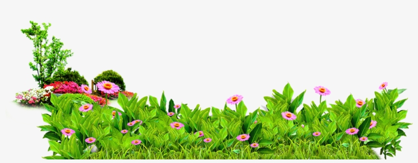 Gerbera Flowers Free To Pull The Material 1100 Clipart - Matorral Png, transparent png download