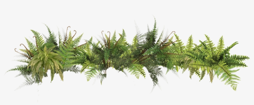 Free Icons Png - Exo Terra Boston Fern (medium), transparent png download