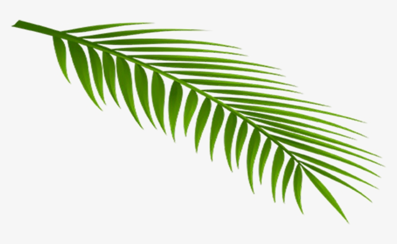 Feuille - Roystonea, transparent png download