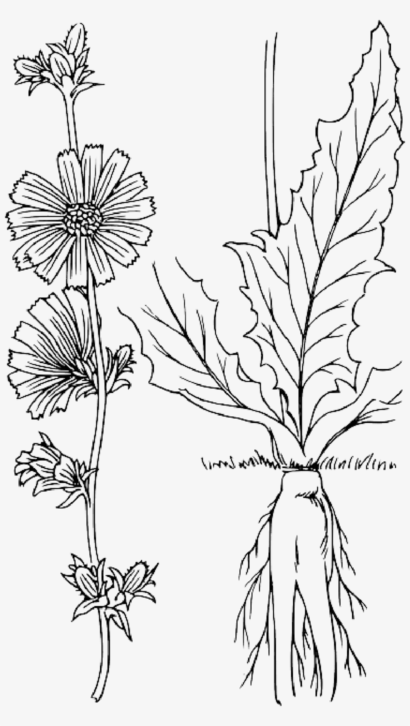 Mb Image/png - Chicory Drawing, transparent png download