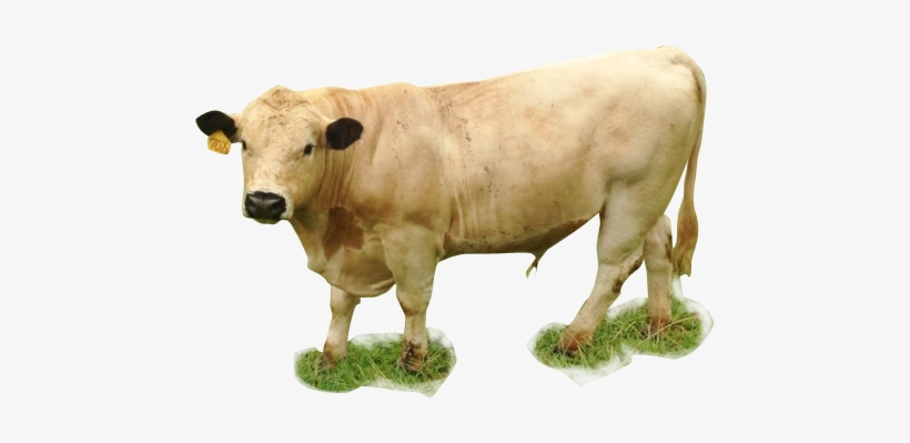 Cow In Farm Png, transparent png download