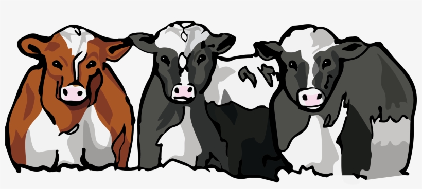 Cattle, transparent png download