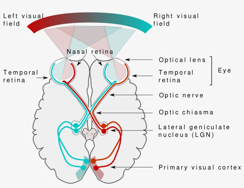 By Miquel Perello Nieto [cc By-sa - Retina And Cortex, transparent png download