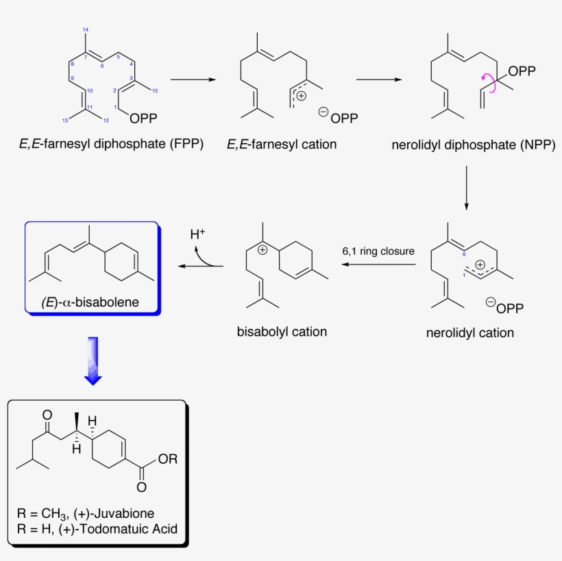 Juvabione Biosynthetic Pathway - Mevalonic Acid Pathway, transparent png download