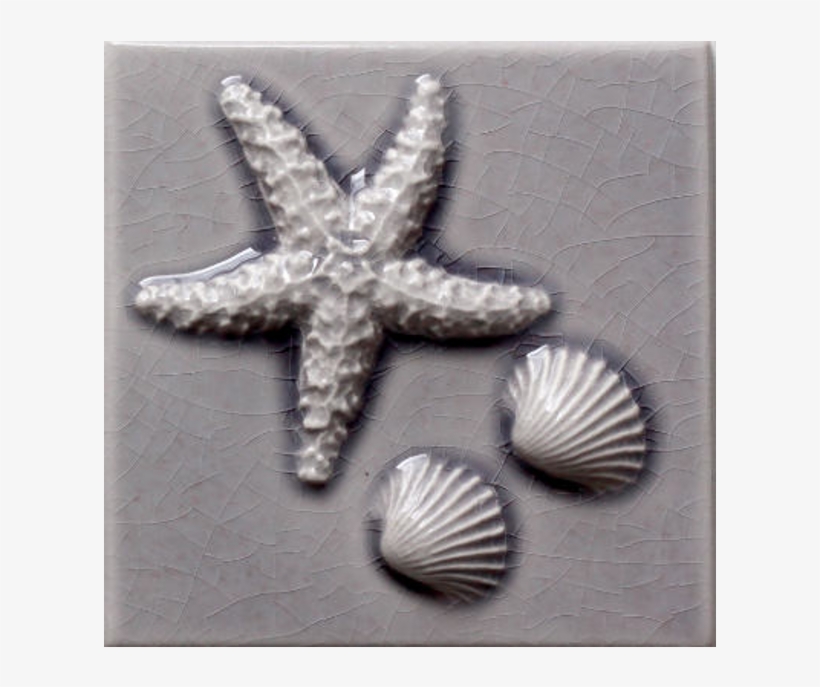 4 1/4" X 4 1/4" Starfish Cockle Shells, transparent png download